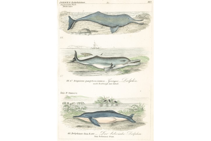 Delfíni VI., Reichenbachkolor. litografie, 1846