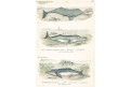 Delfíni VI., Reichenbachkolor. litografie, 1846