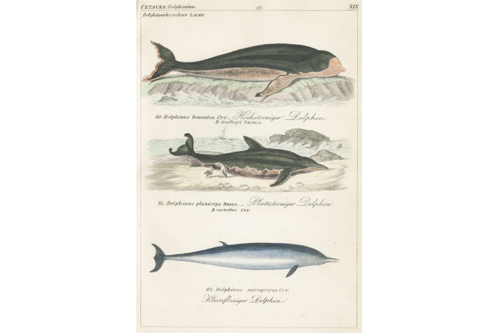 Delfíni VIII., Reichenbachkolor. litografie, 1846