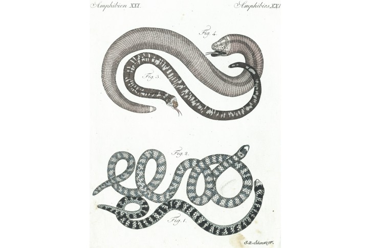 Hadi slepýši, Bertuch, mědiryt, 1792