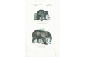 Slon indický a africký, kolor. litografie, 1859