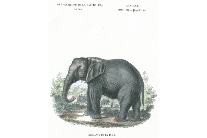 Slon indický, kolor. litografie, 1859