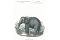 Slon indický, kolor. litografie, 1859