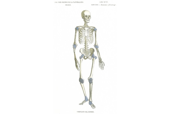 Anatomie kostra , kolor. litografie, 1859