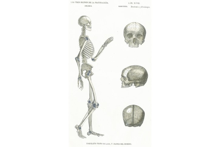 Anatomie kostra z boku , kolor. litografie, 1859