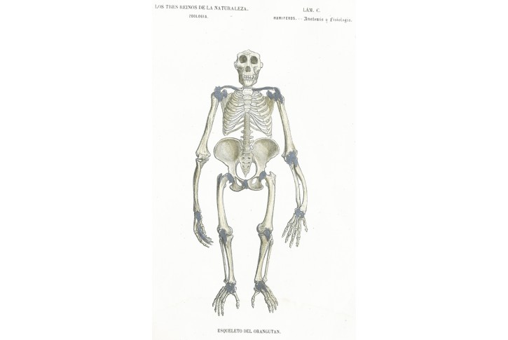 Anatomie kostra orangutan, kolor. litografie, 1859