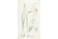 Narcis bílý, kolor mědiryt, 1880
