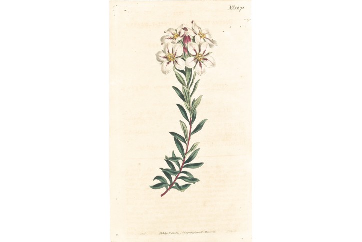 Diosma, Curtis, mědiryt, 1810