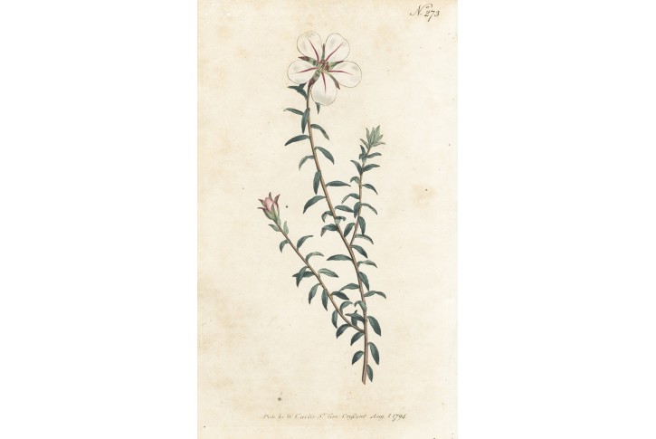 Diosma, Curtis, mědiryt, 1794
