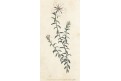 Diosma, Curtis, mědiryt, 1794