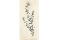 Diosma, Curtis, mědiryt, 1794