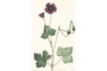 Geranium,  Curtis, mědiryt, 1823