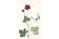 Geranium,  Curtis, mědiryt, 1823