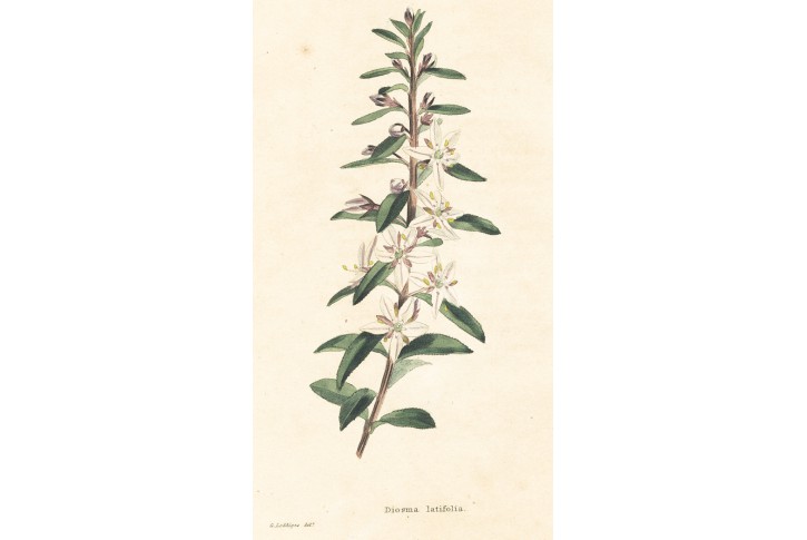 Diosma latifolia, Loddiges, kolor mědiryt, 1827