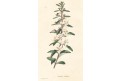 Atragene sibirica, Loddiges, kolor mědiryt, 1827