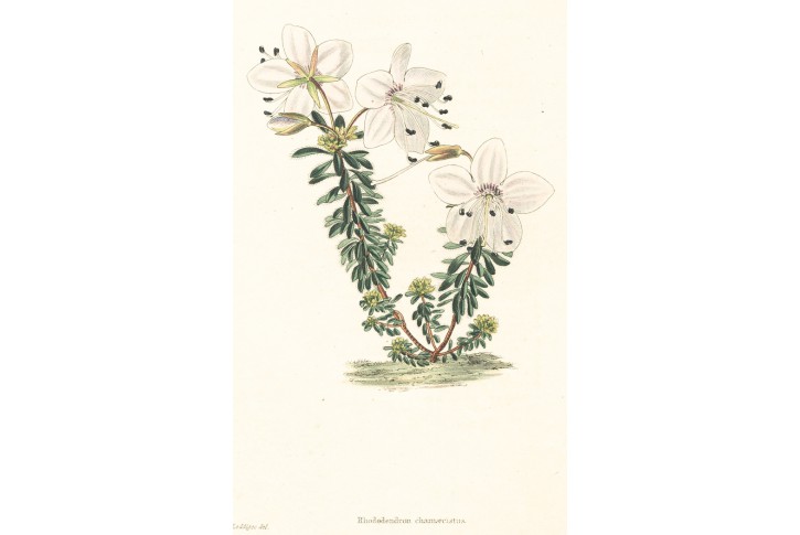 Růžokeřík cistovitý, Loddiges, kolor mědiryt, 1827