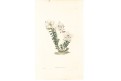 Růžokeřík cistovitý, Loddiges, kolor mědiryt, 1827