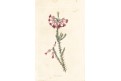 Vřesovec pleťový, Loddiges, kolor mědiryt, 1827