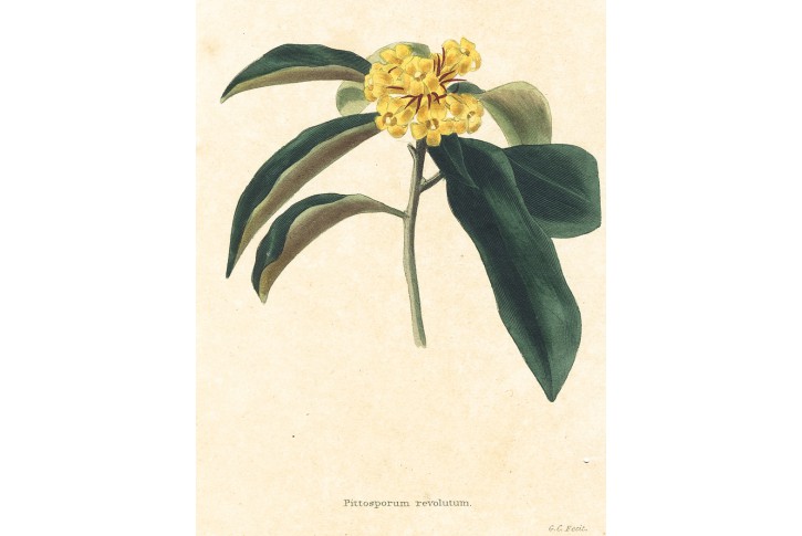 Divoký žlutý jasmín, Loddiges, kolor mědiryt, 1827