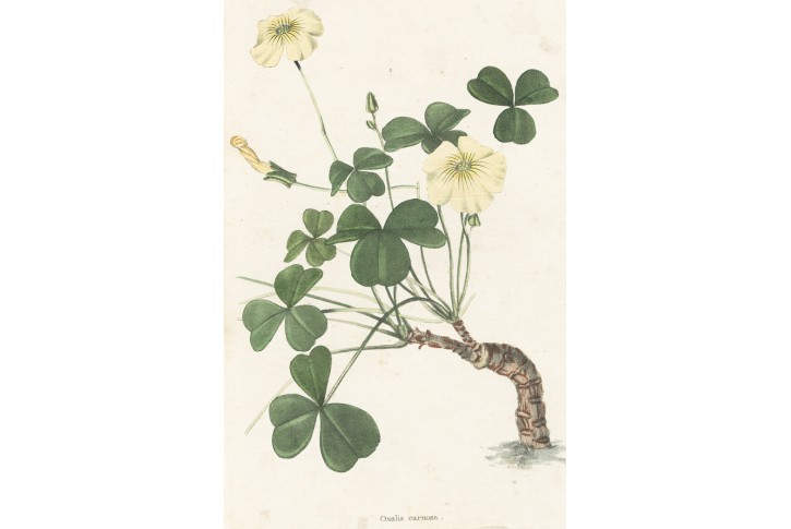Oxalis carnosa, Loddiges, kolor mědiryt, 1827