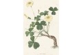 Oxalis carnosa, Loddiges, kolor mědiryt, 1827