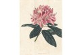Rhododendron, Loddiges, kolor mědiryt, 1827
