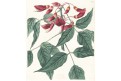 Zarděnice hřebenitá, Loddiges, kolor mědiryt, 1827