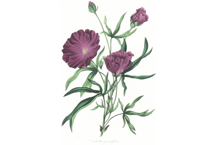 Nattallia grandiflora, Paxton, litografie, (1850)
