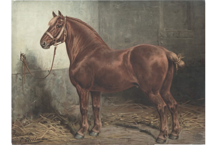 Kůň Suffolk, Schoenbeck,  chromolitogr., 1903