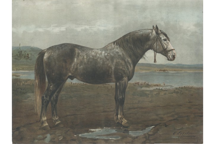 Kůň Bitjug, Schoenbeck,  chromolitogr., 1903