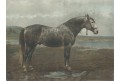 Kůň Bitjug, Schoenbeck,  chromolitogr., 1903
