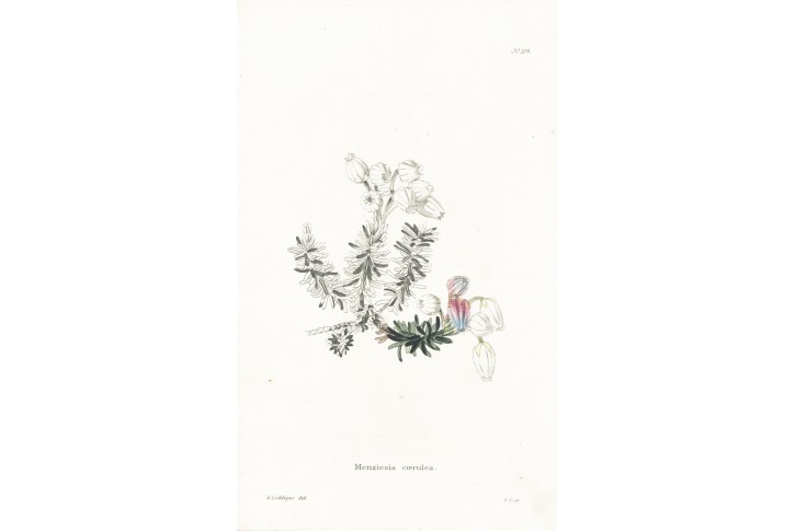 MENZIESIA COERULEA, Lodiges, mědiryt, 1790