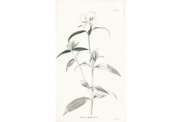 Rhexia glomerata, Lodiges, mědiryt, 1790