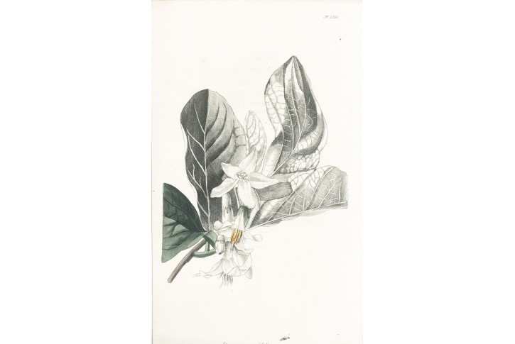 Styrax grandifolius, Lodiges, mědiryt, 1790
