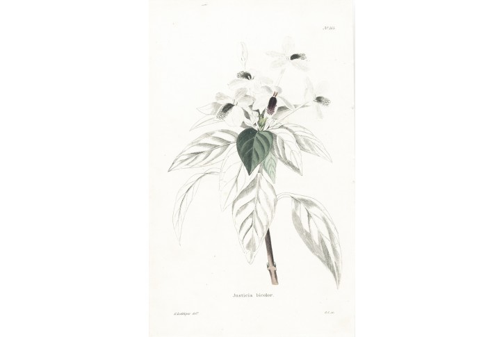 Justicia bicolor, Lodiges, mědiryt, 1790