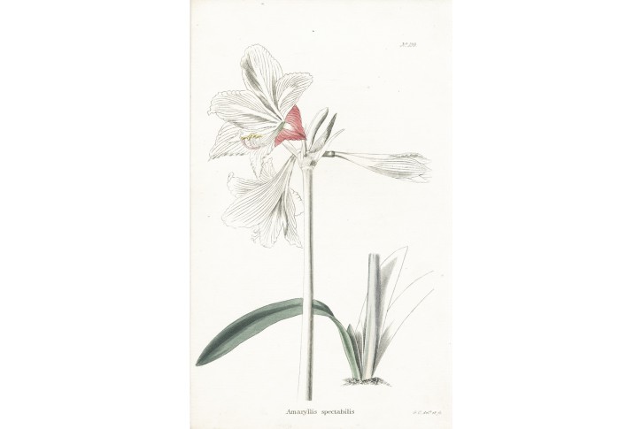 Amaryllis, Lodiges, mědiryt, 1790