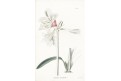 Amaryllis, Lodiges, mědiryt, 1790