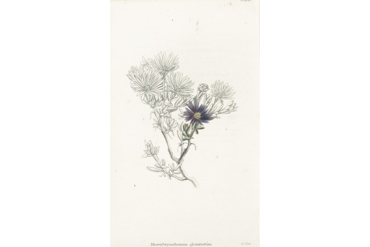 Mesembryanthemum, Lodiges, mědiryt, 1790