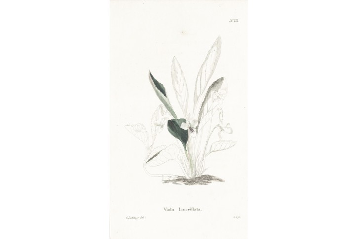 Violka bahenní,  Lodiges, mědiryt, 1790