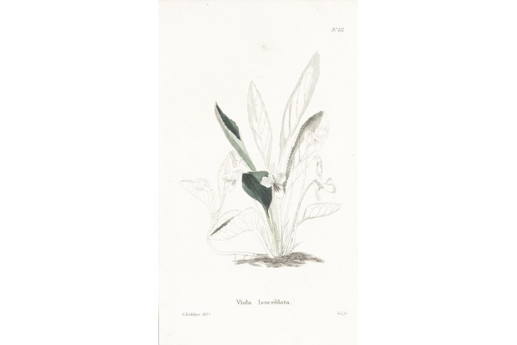 Violka bahenní,  Lodiges, mědiryt, 1790