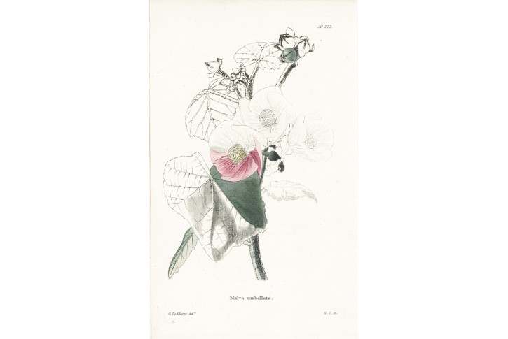 Malva umbelata, Lodiges, mědiryt, 1790