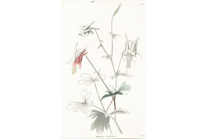 Orlíček Kanadský, Lodiges, mědiryt, 1790