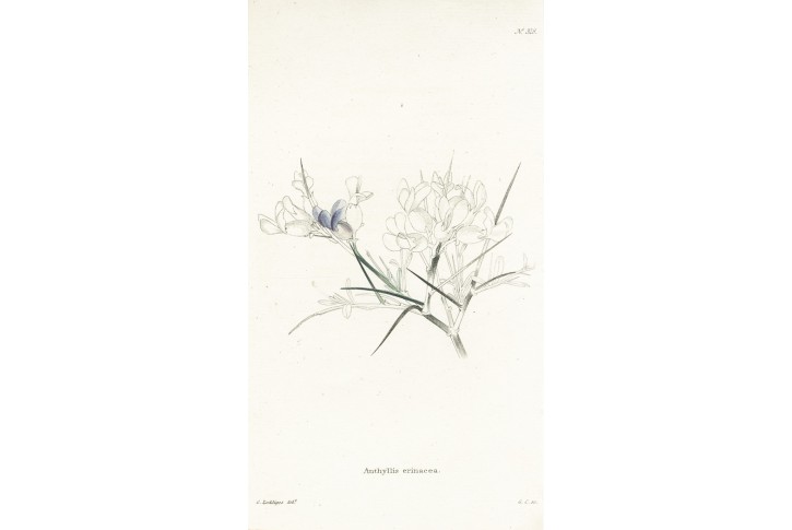 Erinacea trnitá, Lodiges, mědiryt, 1790