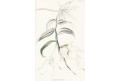 Dendrobium pierardii, Lodiges, mědiryt, 1790