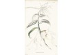 Dendrobium pierardii, Lodiges, mědiryt, 1790