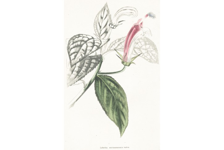 Lobelia surinamensis, Lodiges, mědiryt, 1790