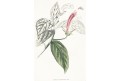 Lobelia surinamensis, Lodiges, mědiryt, 1790