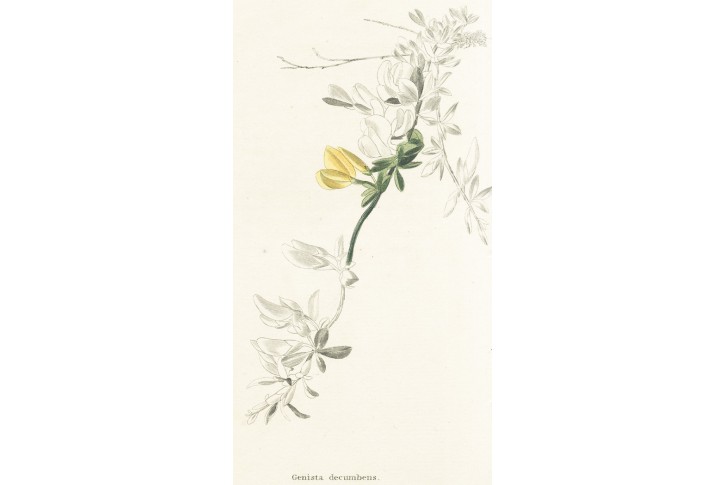 Genista decumbens, Lodiges, mědiryt, 1790