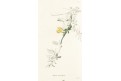 Genista decumbens, Lodiges, mědiryt, 1790