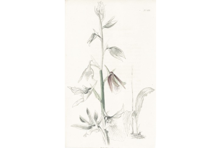 Eulophia guineensis, Lodiges, mědiryt, 1790